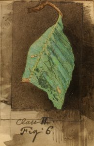 Bruco più piccolo di Beach Leaf Edge, studio per il libro "Concealing Coloration in the Animal Kingdom". da Emma Beach Thayer
