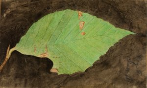 Bruco più piccolo di Beach Leaf Edge, studio per il libro "Concealing Coloration in the Animal Kingdom".