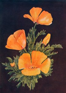 Papavero della California, c1915 da Emma Graham Clock