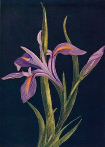 Iris a terra, c. 1915 da Emma Graham Clock