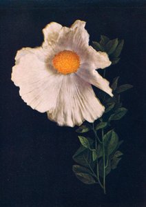Papavero Matilija, c1915