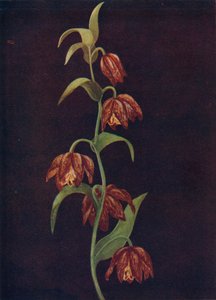 Campane della missione, c1915, 1915 da Emma Graham Clock