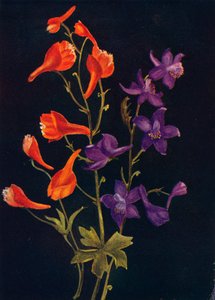 Speronella scarlatta e blu, c1915, 1915 da Emma Graham Clock