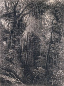 Veduta della gola sopra Apia, Upolu, Samoa occidentale, 1877 da Emma Sandys