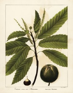 Castagno americano, Castanea dentata