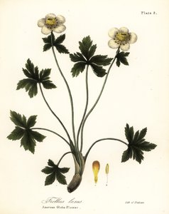 Fiore a globo americano, Trollius laxus da Endicott Endicott
