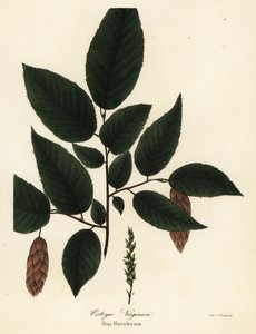 Carpino americano, Ostrya virginiana da Endicott Endicott