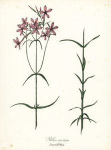 Phlox aristata da Endicott Endicott