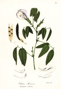 Pisello farfalla, ali di piccione atlantico o clitoria del Maryland, Clitoria mariana da Endicott Endicott