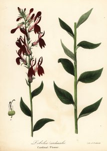Lobelia cardinalis da Endicott Endicott