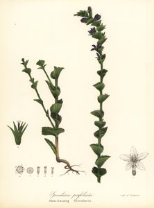 Specchio di Venere abbracciante, Triodanis perfoliata da Endicott Endicott