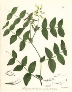 Veccia color crema, Lathyrus ochroleucus da Endicott Endicott