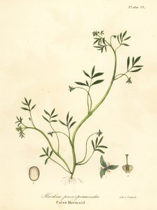 Sirena falsa, Floerkea proserpinacoides da Endicott Endicott