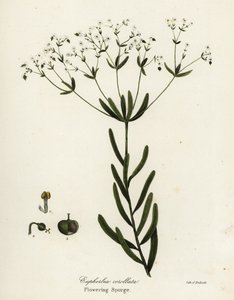 Euforbia fiorita, Euphorbia corollata da Endicott Endicott