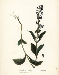 Scutellaria pilosa da Endicott Endicott