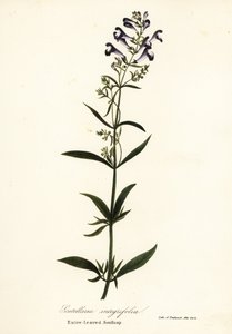Fiore a elmo, Scutellaria integrifolia