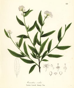 Tè di Jersey, Ceanothus herbaceus da Endicott Endicott