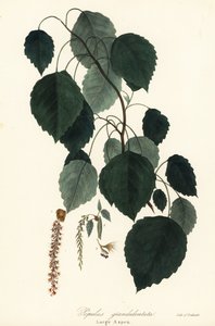 Pioppo tremulo grande, Populus grandidentata