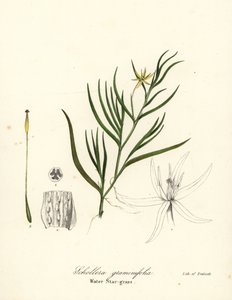 Pianta di fango o giacinto d