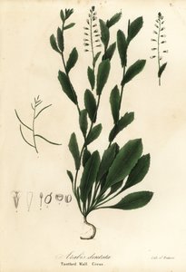Murbeckiella pinnatifida da Endicott Endicott
