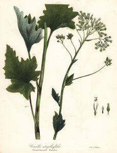 Piantaggine indiana pallida, Arnoglossum atriplicifolium da Endicott Endicott