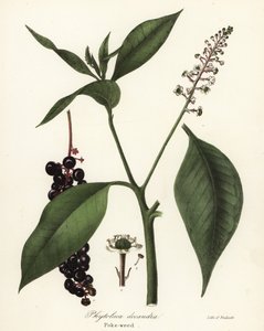 Phytolacca americana