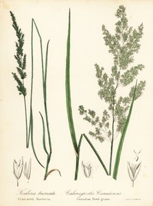 Sphenopholis obtusata e Calamagrostis canadensis