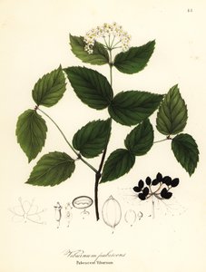 Viburno pubescente, Viburnum pubescens