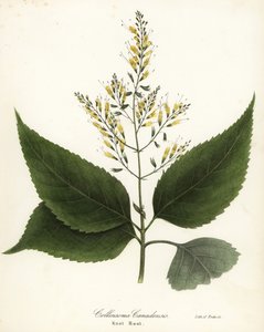 Collinsonia canadensis