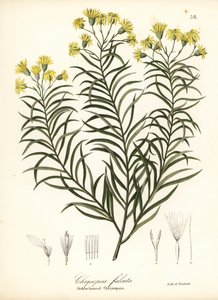 Pityopsis falcata