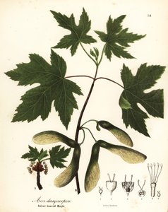 Acero argentato, Acer saccharinum