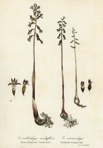 Coralloriza maculata e coralloriza autunnale