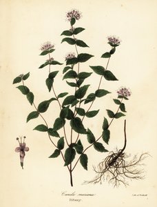 Cunila origanoides da Endicott Endicott