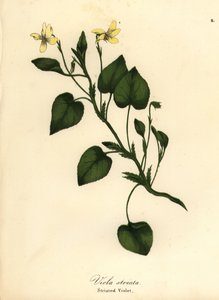 Viola striata da Endicott Endicott