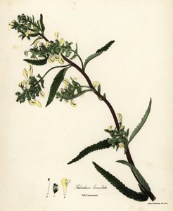 Pedicularis lanceolata da Endicott Endicott