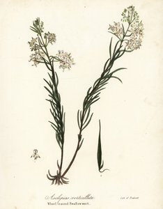 Asclepias verticillata