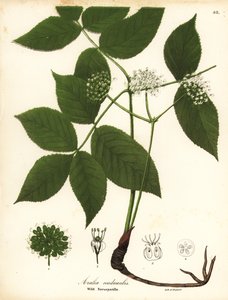 Salsapariglia selvatica, Aralia nudicaulis da Endicott Endicott