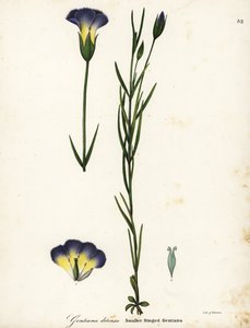 Genziana frangiata del mulino a vento, Gentianopsis detonsa