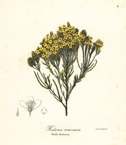 Erica lanosa, erica di spiaggia, erica di sabbia o Hudsonia lanosa, Hudsonia tomentosa da Endicott Endicott