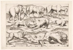 Nove animali selvatici da Enea Vico (attributed to)