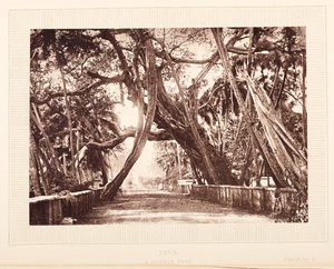 Un albero di banyan, Giava da English Photographer