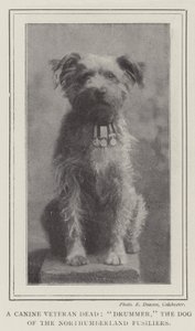 Un veterano canino morto, Drummer, il cane dei Northumberland Fusiliers