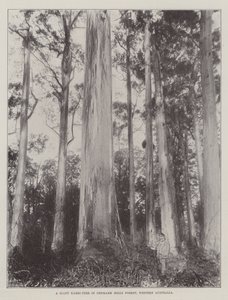 Un albero gigante di Karri nella foresta di Denmark Hills, Australia occidentale