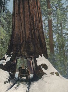 Un albero gigante