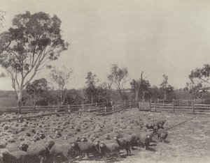 Una stazione di pecore nel Queensland meridionale
