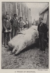 Una Balena a Millwall da English Photographer