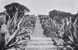 Un angolo nei giardini di Tresco da English Photographer