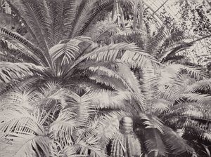 Un gruppo di cicadi nella Palm House a Kew da English Photographer