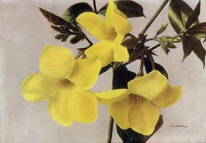 Allamanda Schottii Hendersonii (foto a colori) da English Photographer