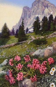 Fiori alpini: Daphne Striata con Dryas Octopetala (a destra) da English Photographer